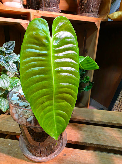 Anthurium veitchii (King Anthurium)