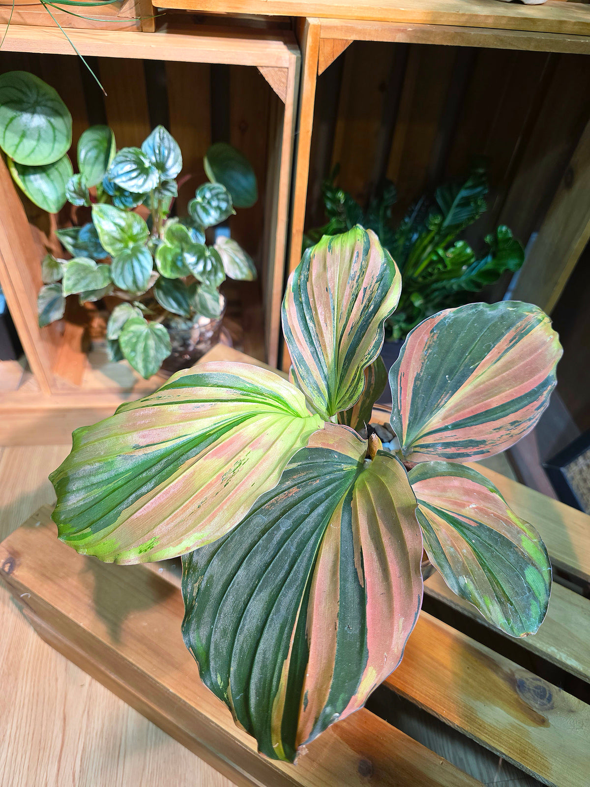 Kaempferia pulchra variegated