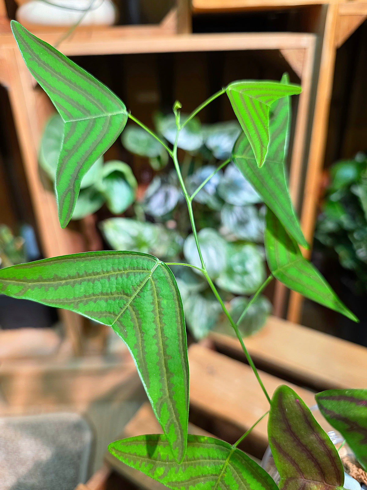 Christia vespertilionis butterfly plant