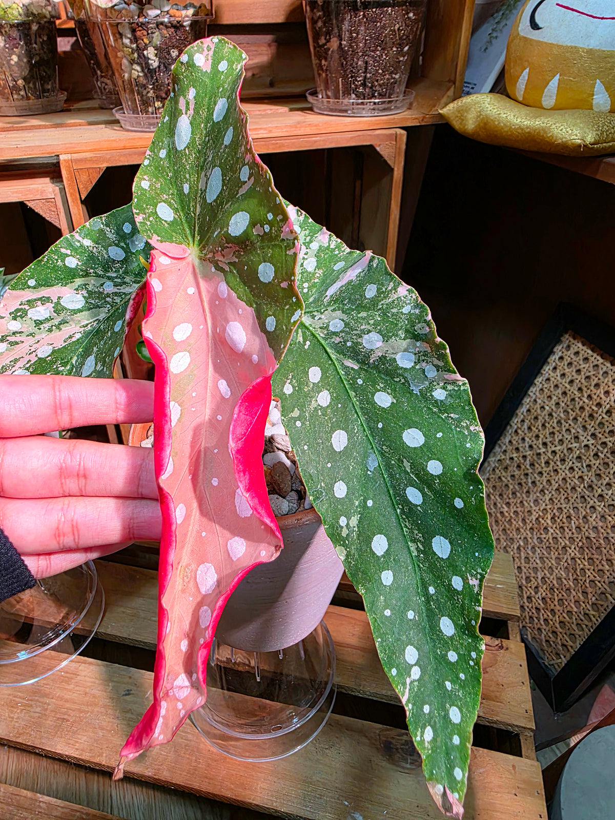Begonia maculata variegated pink