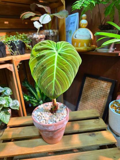 Philodendron el choco red