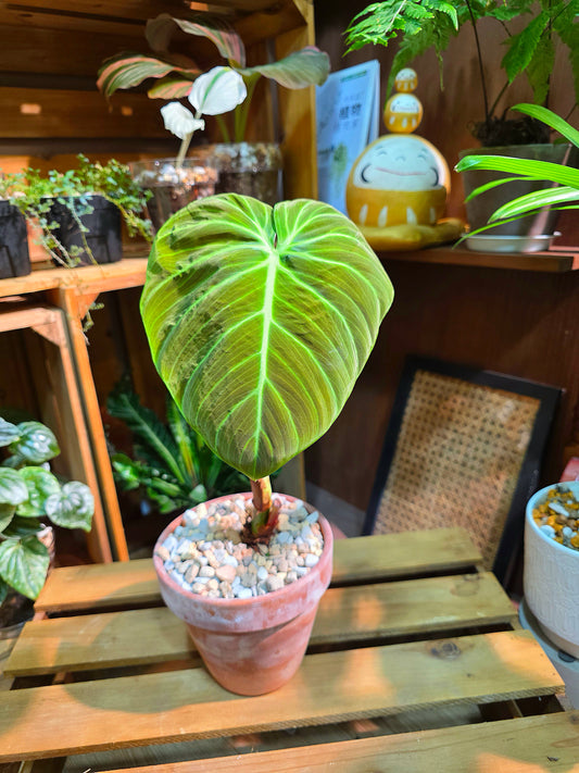 Philodendron el choco red