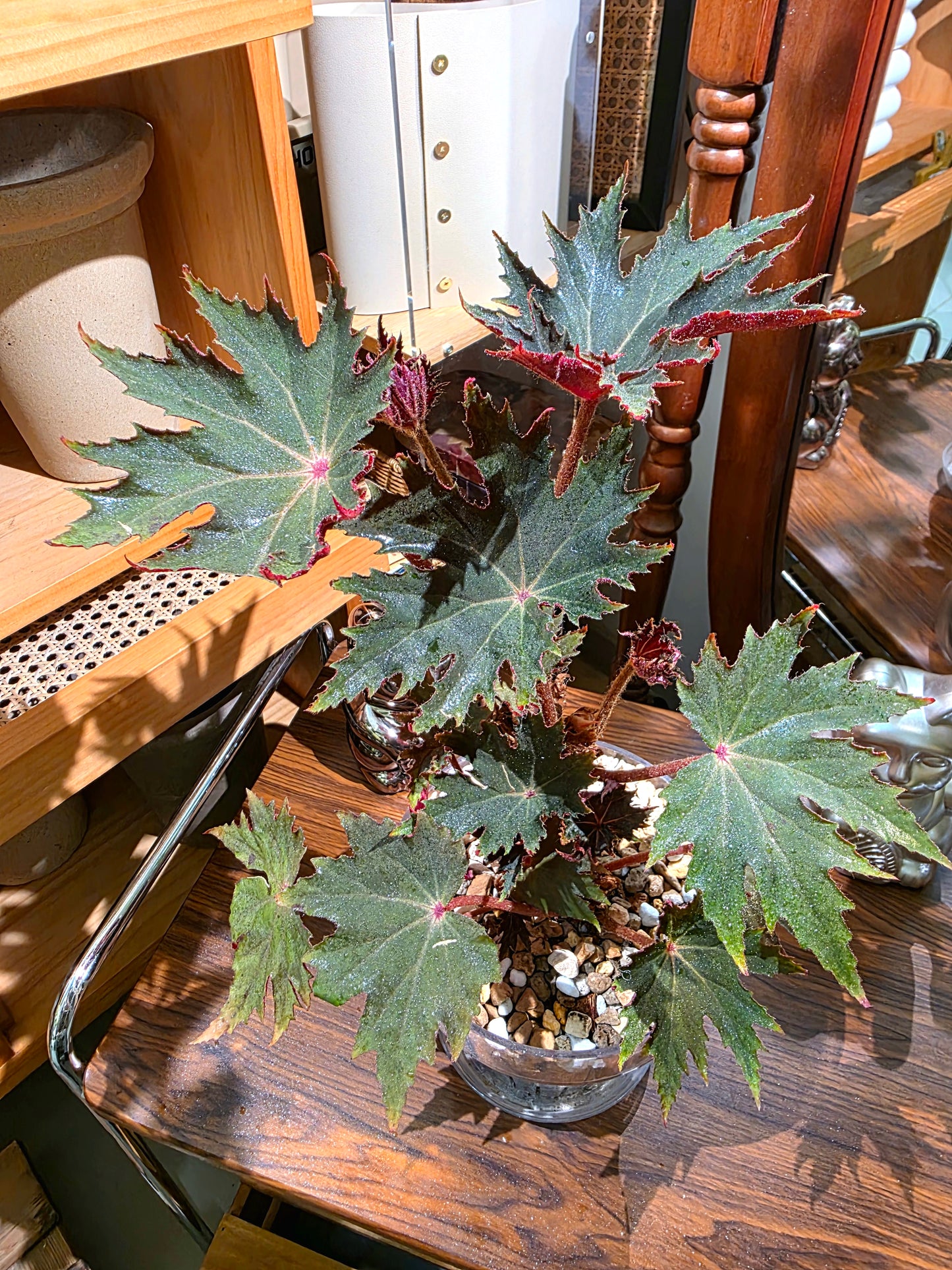 Begonia carmel 卡米爾秋海棠