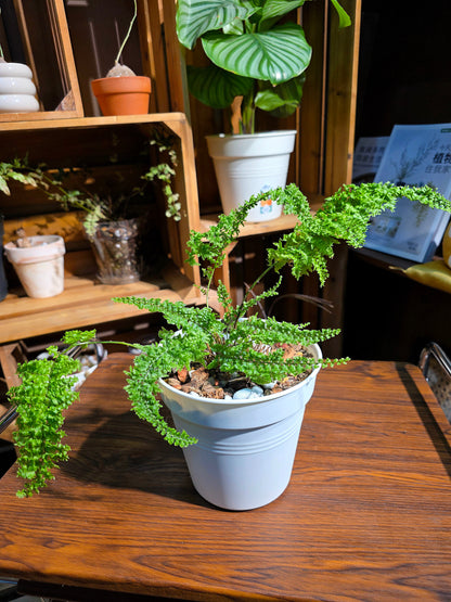 Nephrolepis exaltata cotton candy 棉花糖蕨