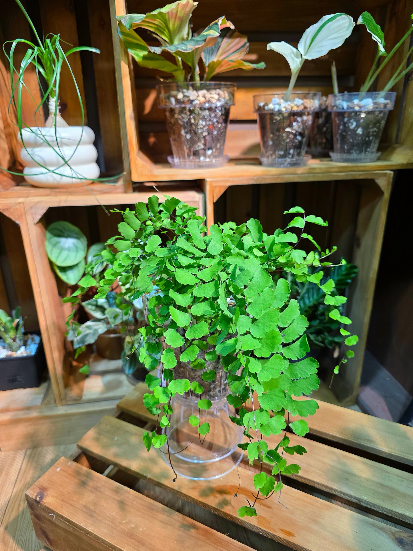 Adiantum philippense 半月鐵線蕨