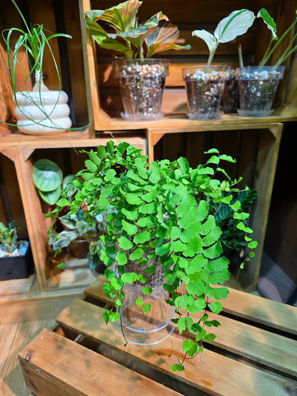 Adiantum philippense 半月鐵線蕨