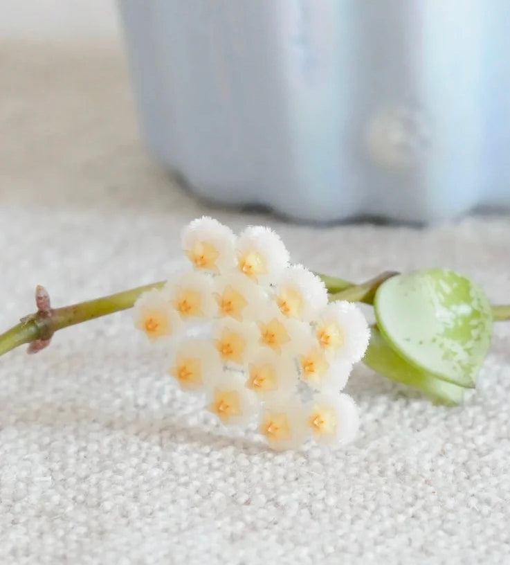 Hoya lacunosa silver