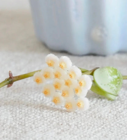 Hoya lacunosa silver