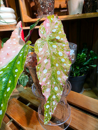 Begonia maculata variegated pink 粉斑鱒魚秋海棠