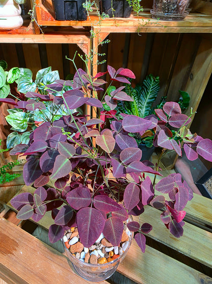 Oxalis hedysaroides rubra Little Red Maple