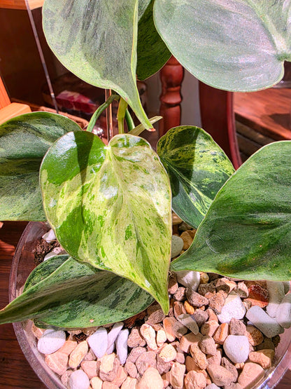 Philodendron lemon lime variegated 檸檬錦蔓綠絨