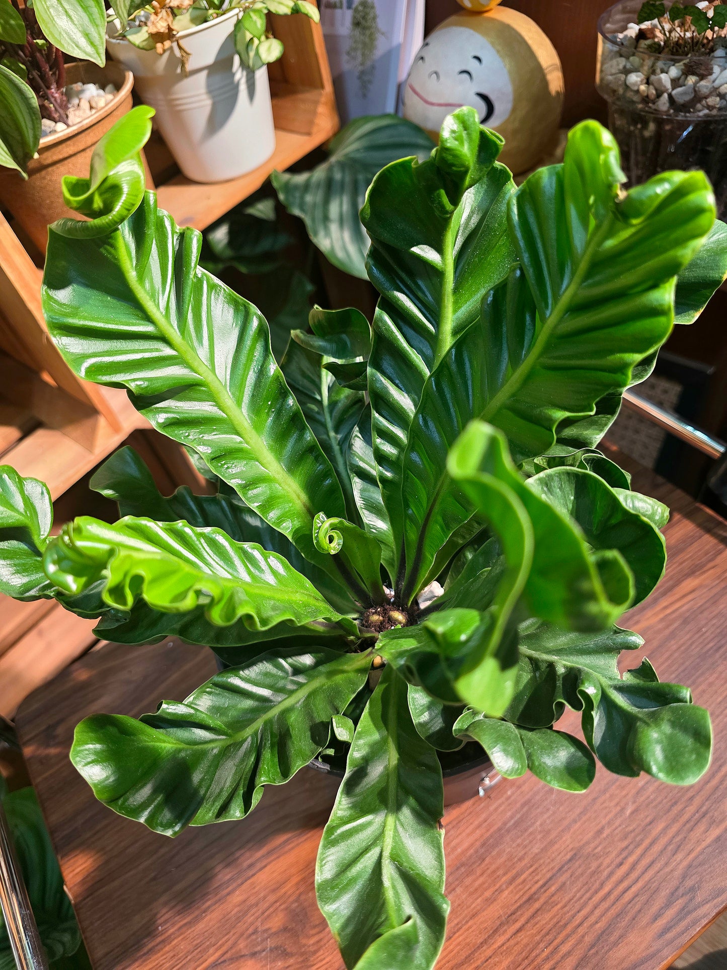 Asplenium nidus Cobra 眼鏡蛇蕨