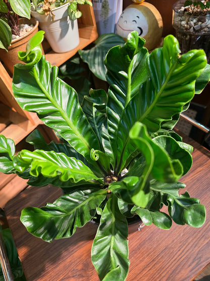 Asplenium nidus Cobra 眼鏡蛇蕨