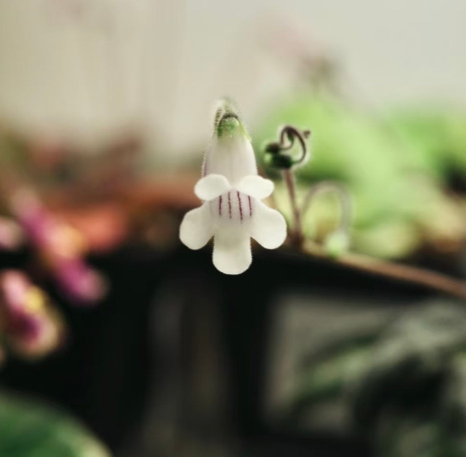 Metapetrocosmea peltata 海南盾葉報春