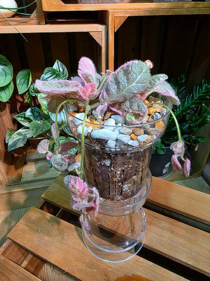 Episcia pink smoke 粉煙喜蔭花