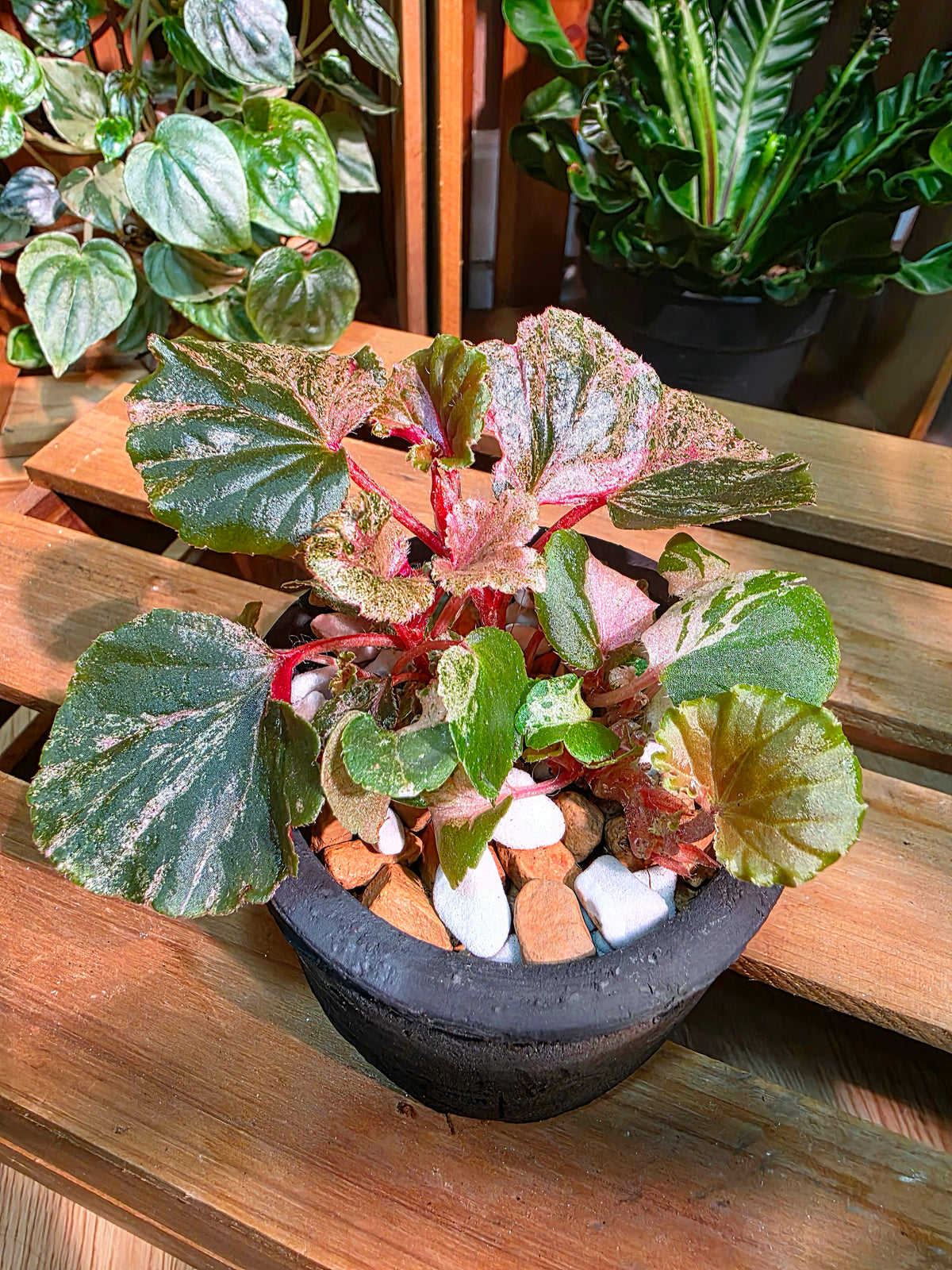 Begonia sp 粉斑貝殼秋海棠
