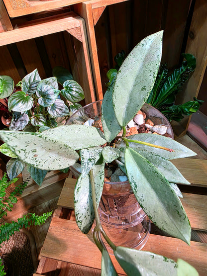 Hoya silver dollar