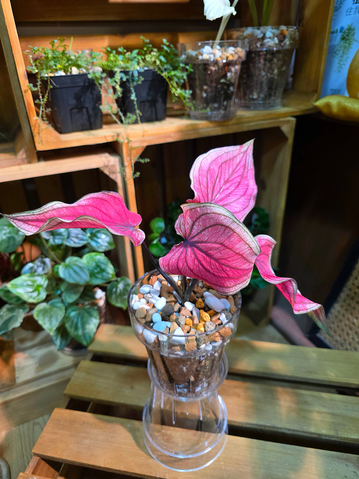Caladium Thailand 泰國彩葉芋