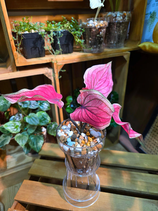 Caladium Thailand 泰國彩葉芋