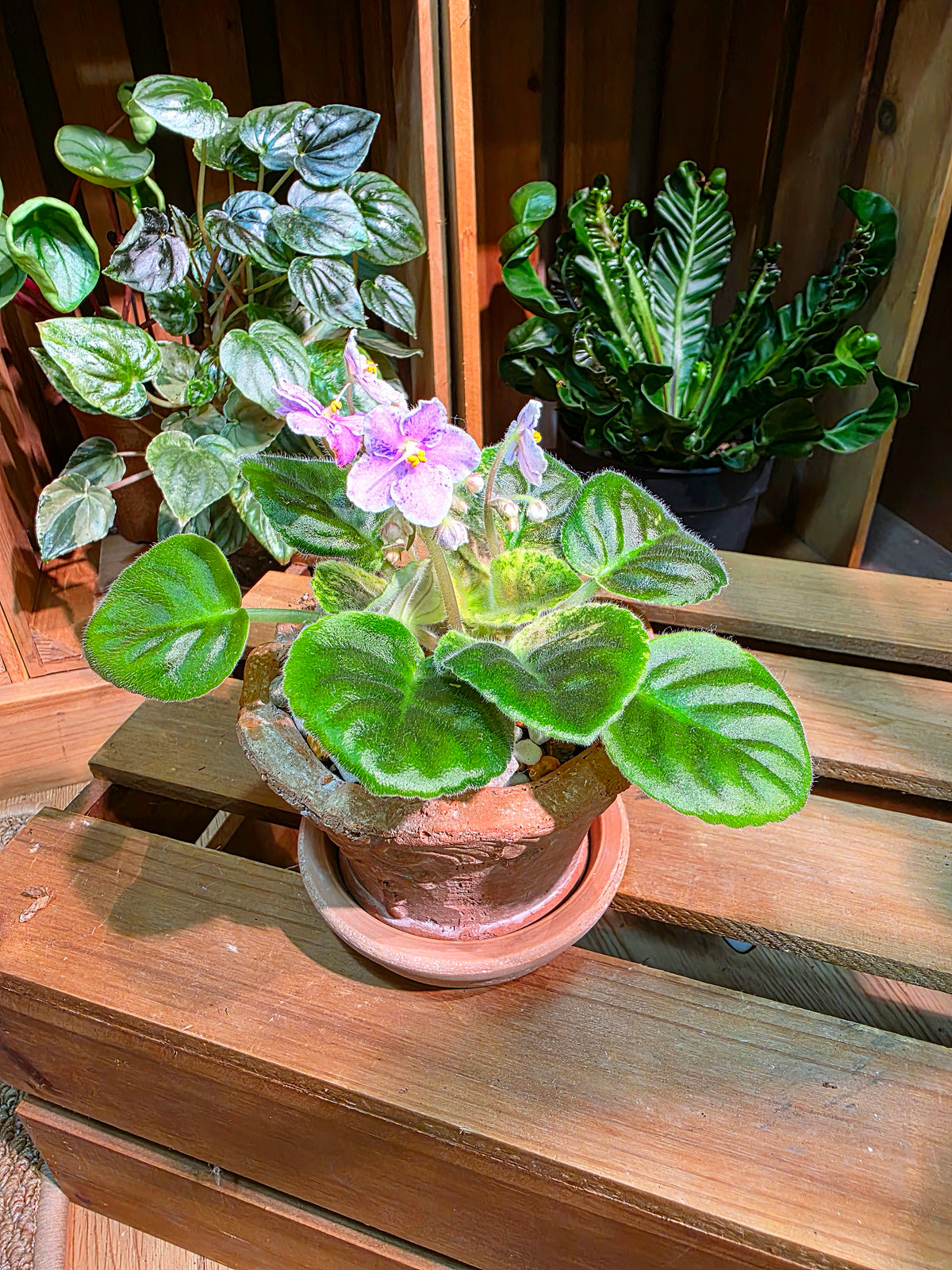 Streptocarpus ionqnthus 非洲紫羅蘭 - Robs Combustible Pigeon