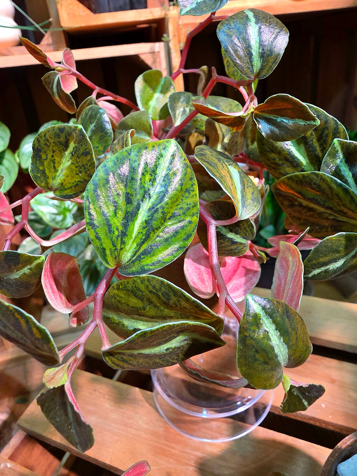 Peperomia metallica variegated 斑葉貓眼石椒草