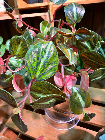 Peperomia metallica variegated 斑葉貓眼石椒草