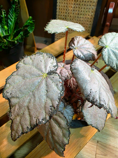 Begonia queen olympus 奧林匹斯女王秋海棠