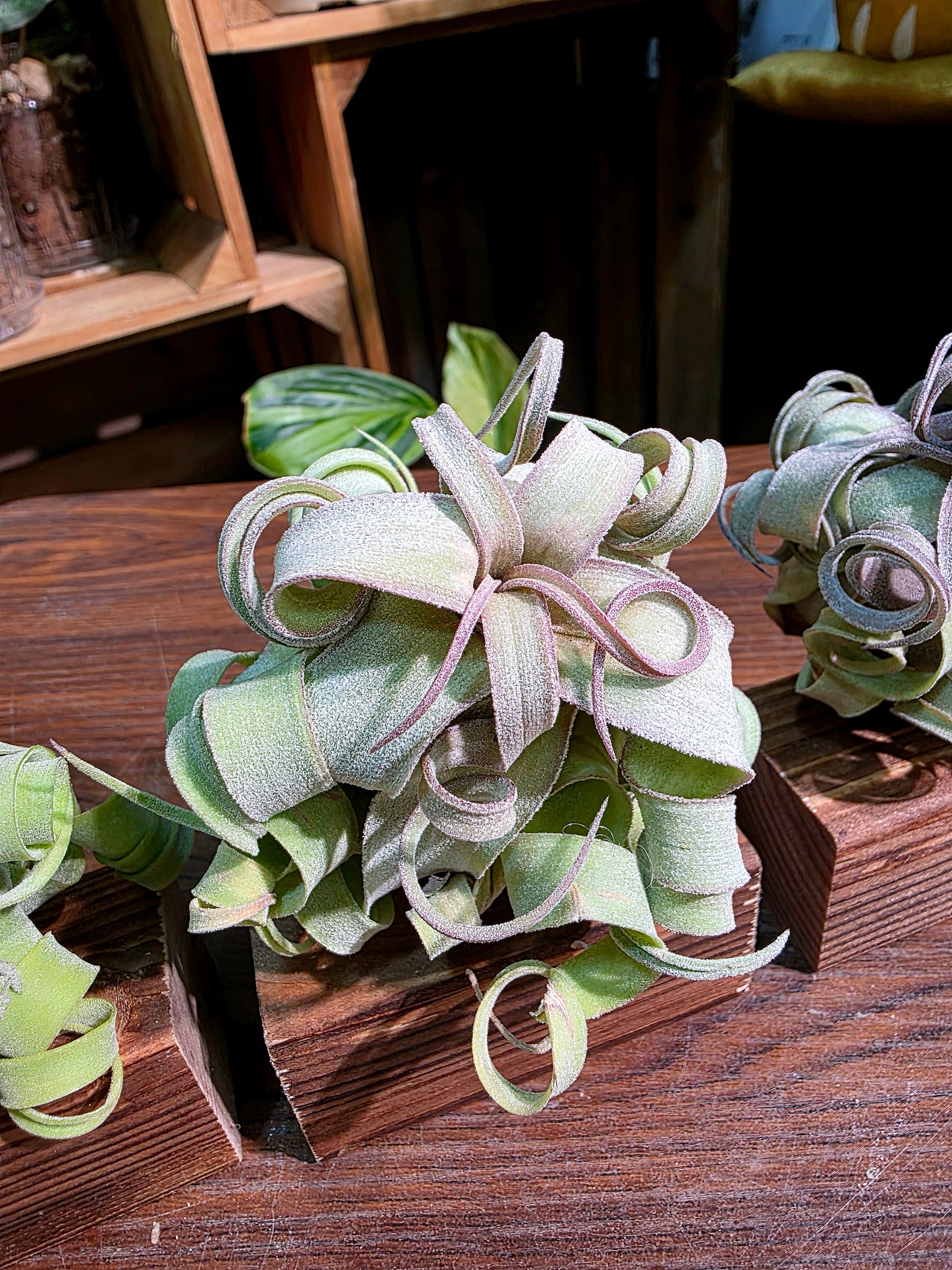 Tillandsia streptophylla 奶油捲空氣鳳梨