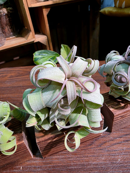 Tillandsia streptophylla 奶油捲空氣鳳梨