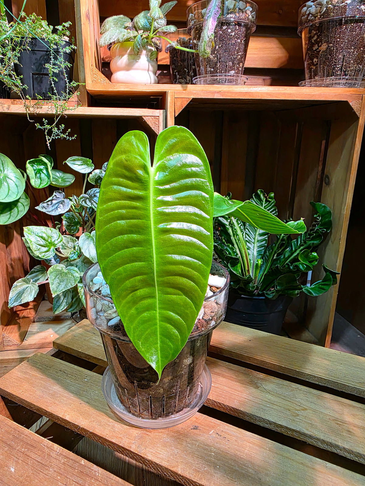 Anthurium veitchii (King Anthurium)