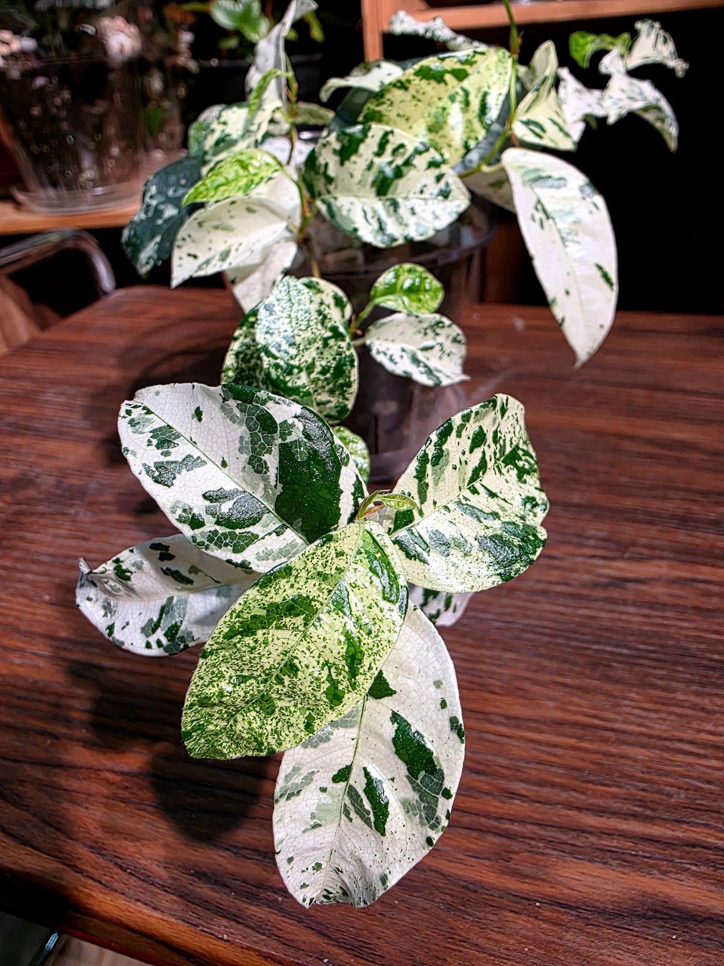 Ficus punctata variegated 馬賽克榕