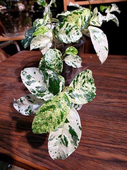 Ficus punctata variegated 馬賽克榕