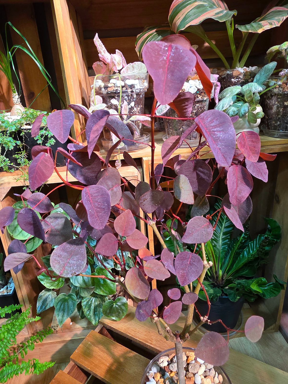 Euphorbia cotinifolia Copper Plant
