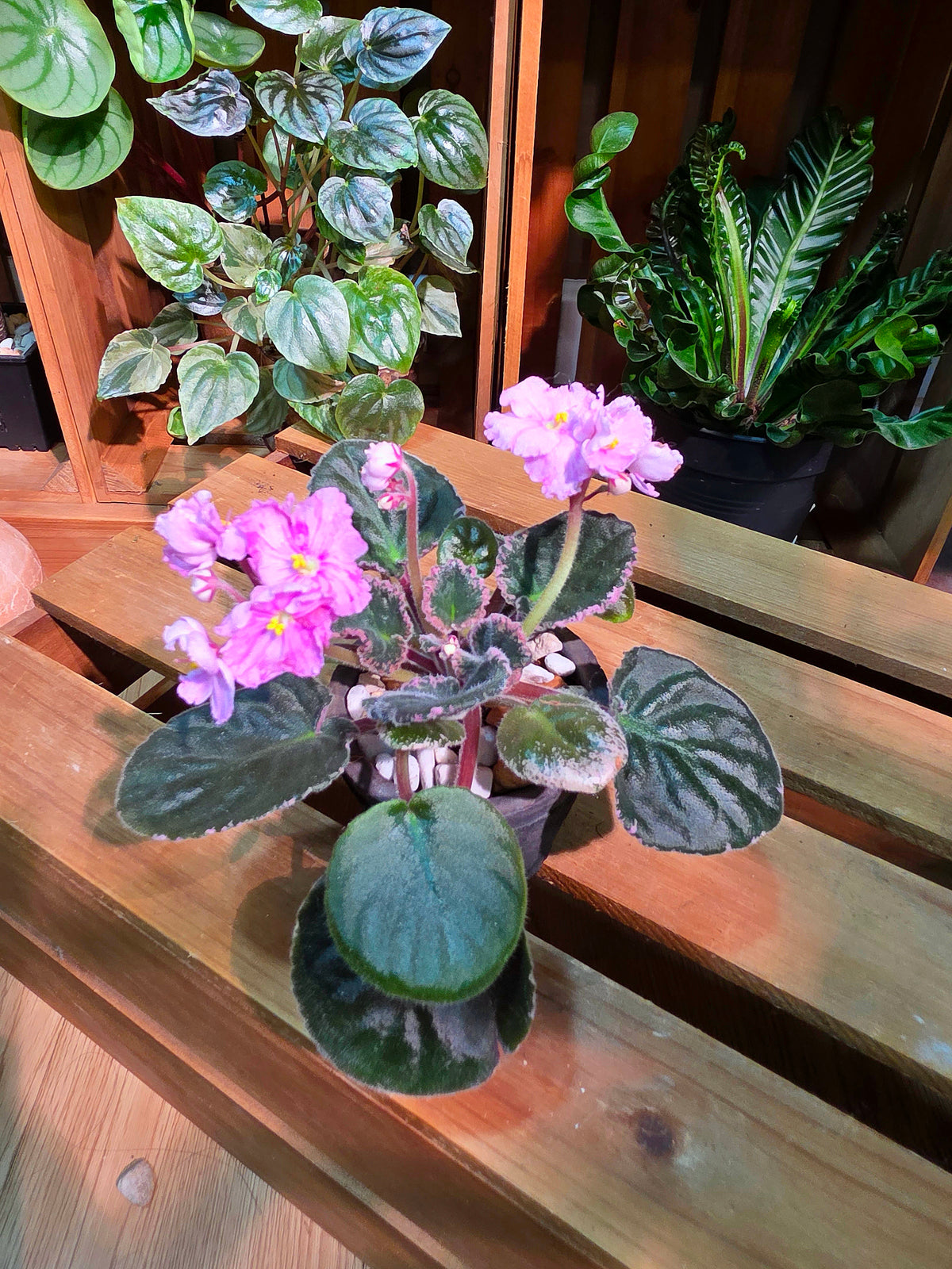 Streptocarpus ionqnthus 非洲紫羅蘭 - 春曉