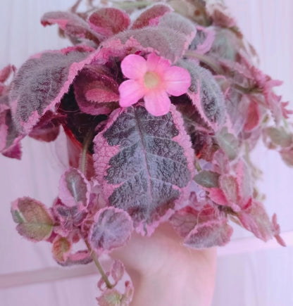 Episcia pink smoke 粉煙喜蔭花