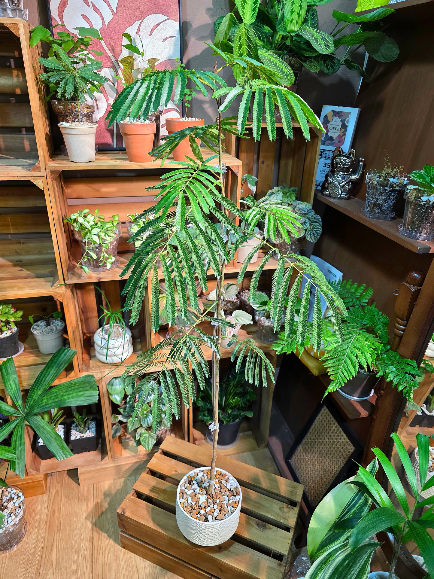 Cojoba arborea (small bean tree)