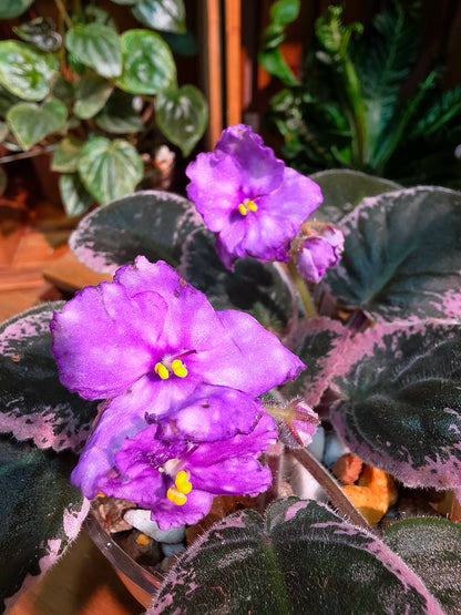 Streptocarpus ionqnthus 非洲紫羅蘭 - 6106
