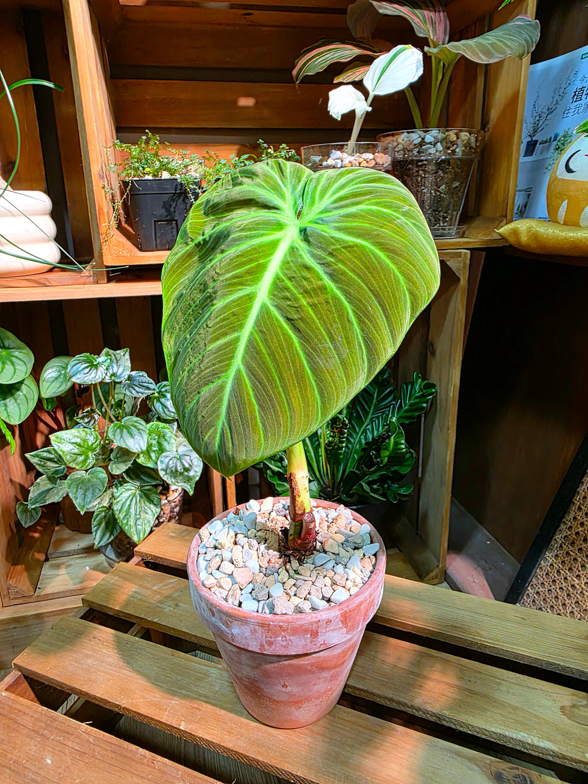 Philodendron el choco red 巧克力紅蔓綠絨