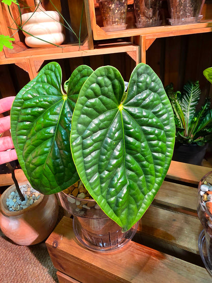 Anthurium luxurians platinum
