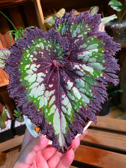 Begonia tornado 耶誕嘉年華秋海棠
