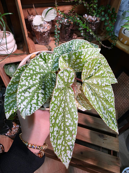 Begonia snow-capped variegated 'Mount Fuji'