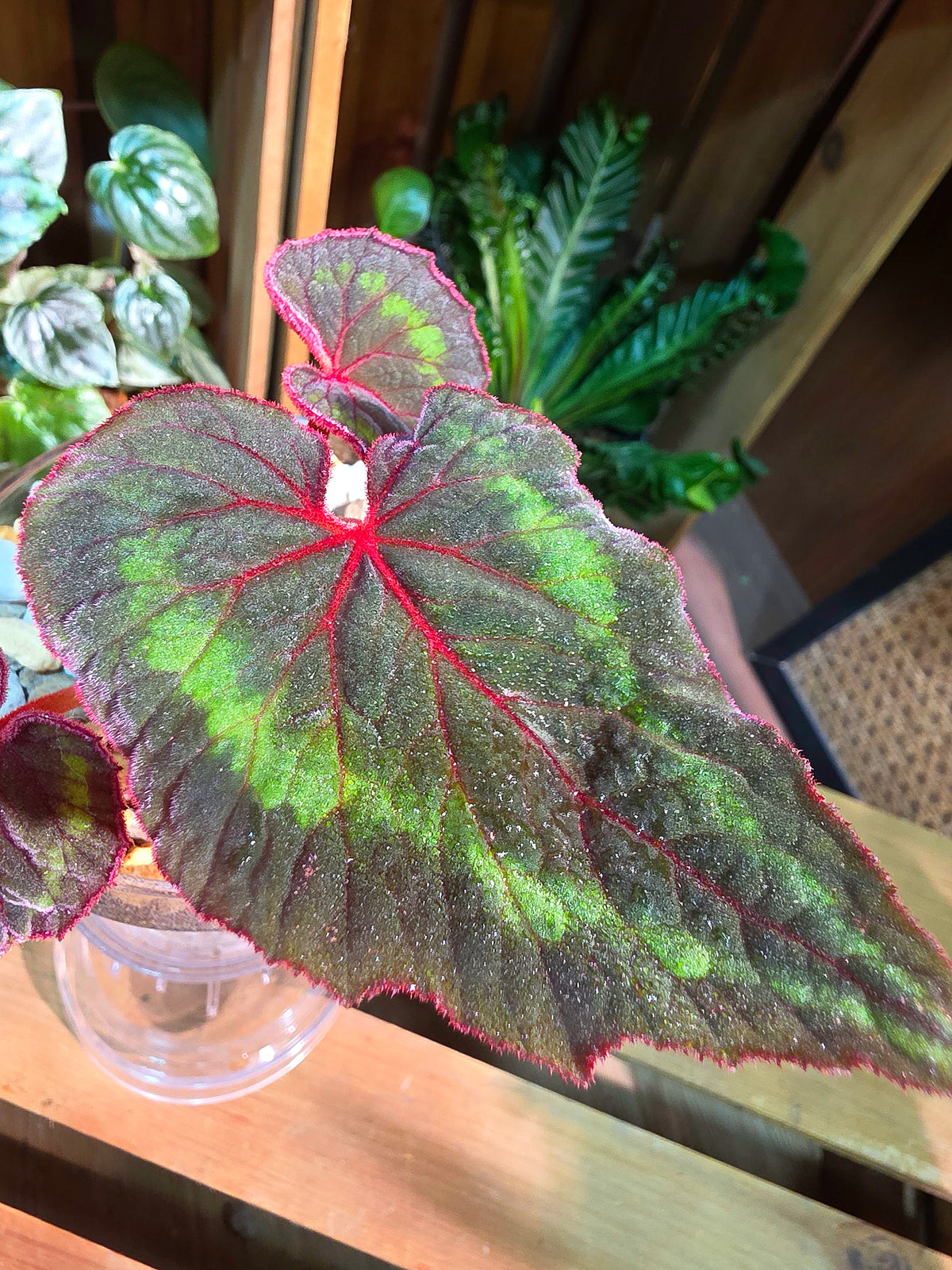 Begonia Cathayana