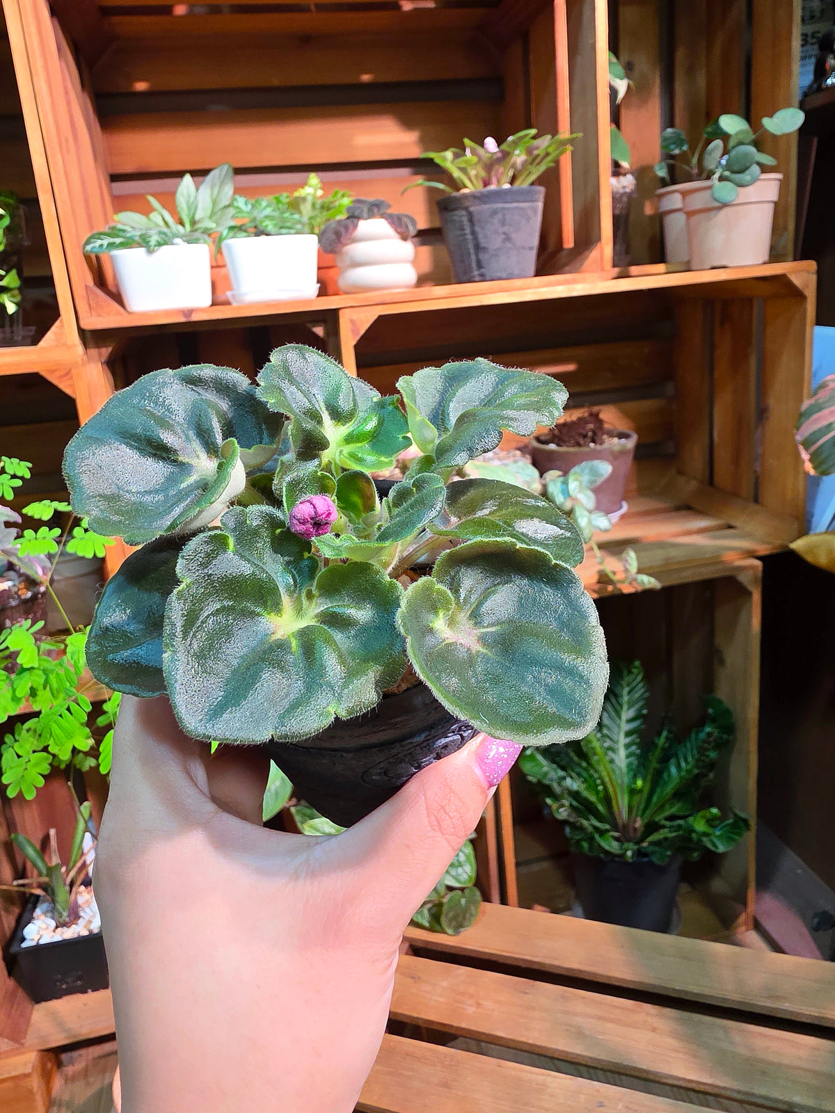 Streptocarpus ionqnthus 非洲紫羅蘭 - 大理石牡丹