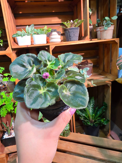Streptocarpus ionqnthus 非洲紫羅蘭 - 大理石牡丹