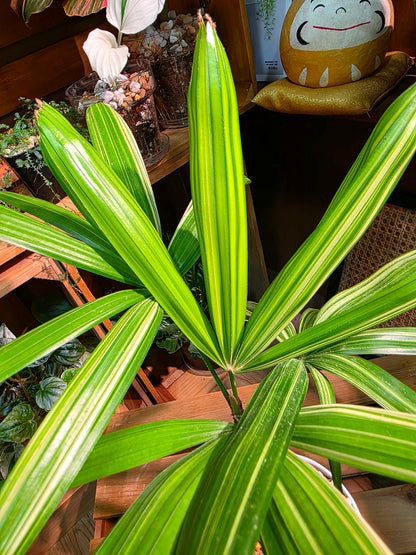 Rhapis excelsa variegated 斑葉棕竹
