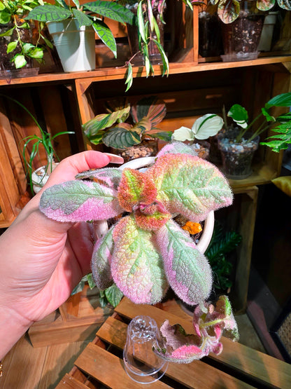 Episcia Picasso 畢卡索喜蔭花
