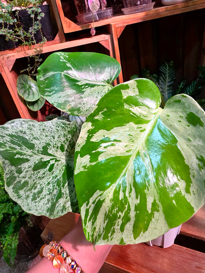 Monstera deliciosa Bulbasaur 妙蛙種子龜背竹