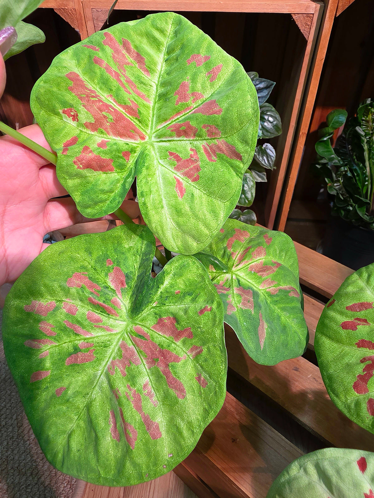 Mini Matcha Red Bean Caladium