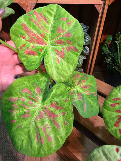 Mini Matcha Red Bean Caladium