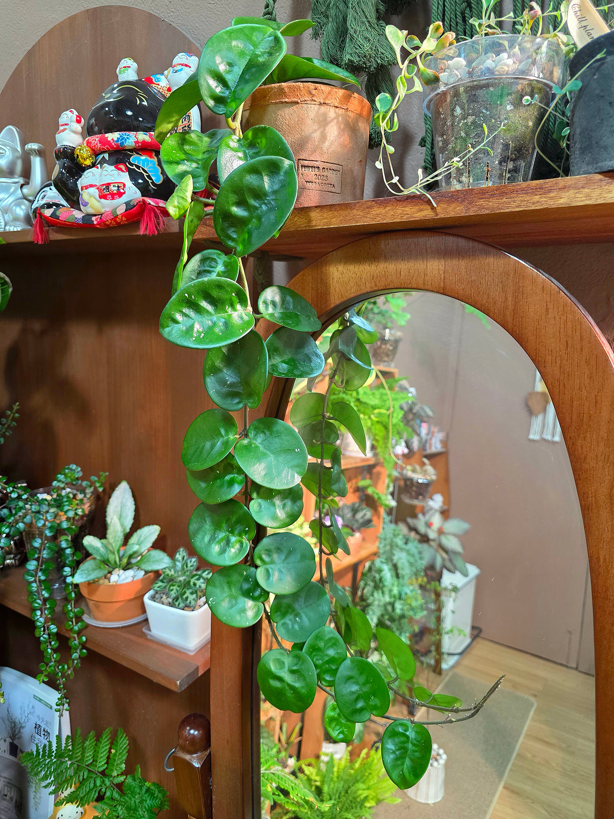 Hoya Carnosa Clinton 克林頓球蘭